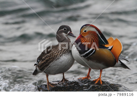 鴛鴦 鴛鴦 7989116