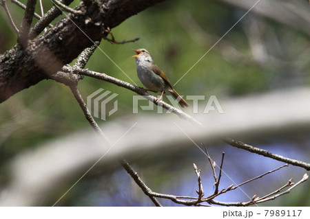 ウグイス 7989117