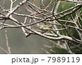 ウグイス 7989119