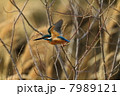 カワセミ 7989121