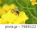 ミツバチ 7989122
