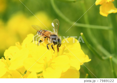 ミツバチ 7989122