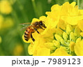 ミツバチ 7989123