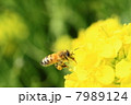ミツバチ 7989124