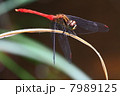 アキアカネ 7989125