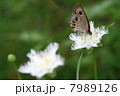 ヒメウラナミジャノメ 7989126
