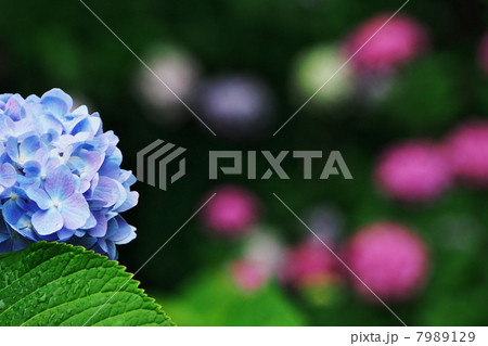 紫陽花 紫陽花 7989129