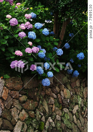 紫陽花 紫陽花 7989130