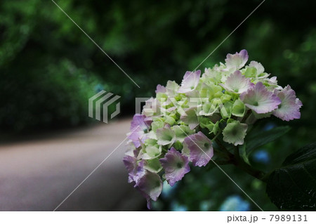 紫陽花 7989131