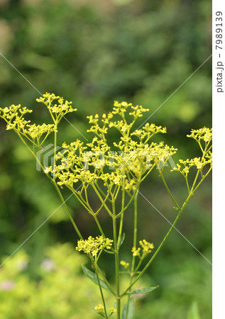 オミナエシ(女郎花) オミナエシ(女郎花) 7989139