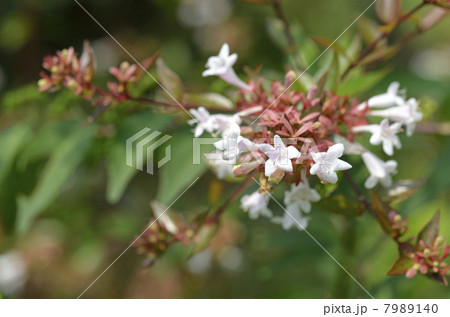 ハナゾノツクバネウツギ(花園衝羽根空木) ハナゾノツクバネウツギ(花園衝羽根空木) 7989140