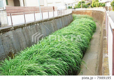 水辺の植物・善福寺川上流を埋め尽くすマコモの茂み・横位置 7989195