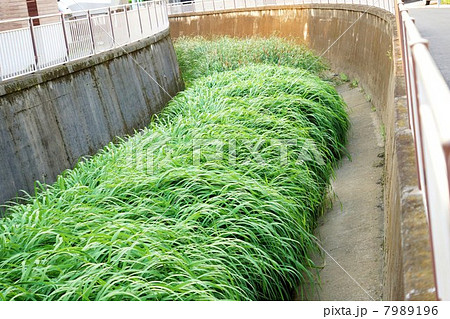 水辺の植物・善福寺川上流を埋め尽くすマコモの茂み・横位置ややアップ 水辺の植物・善福寺川上流を埋め尽くすマコモの茂み・横位置ややアップ 7989196