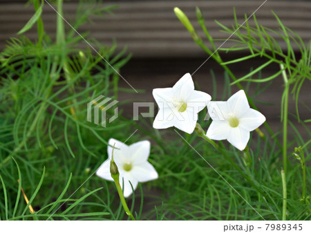 ルコウソウ ルコウソウ 7989345