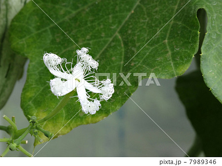 ヘビウリの花 ヘビウリの花 7989346
