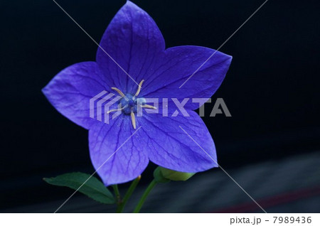 秋の花・雌花の柱頭が開いていない雄花期のキキョウの花・黒バック横位置 秋の花・雌花の柱頭が開いていない雄花期のキキョウの花・黒バック横位置 7989436