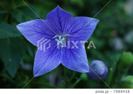 秋の花・雌花の柱頭が開いて花粉を待ち受ける雌花期のキキョウの花・黒バック横位置 秋の花・雌花の柱頭が開いて花粉を待ち受ける雌花期のキキョウの花・黒バック横位置 7989438