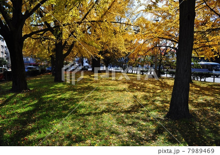 堀川通りの銀杏 堀川通りの銀杏 7989469