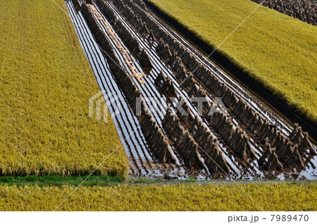 秋の田（１） 7989470