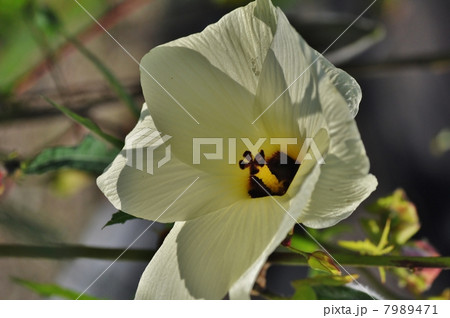 トロロアオイ 7989471