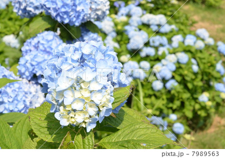 紫陽花 紫陽花 7989563