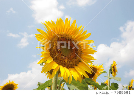 津南町の向日葵 7989691