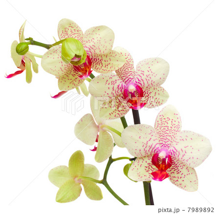 yellow and red orchid flowers yellow and red orchid flowers 7989892