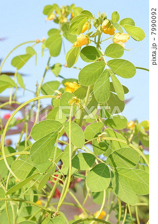 エビスグサ 7990092