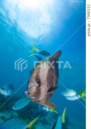 ツバメウオ 7990312