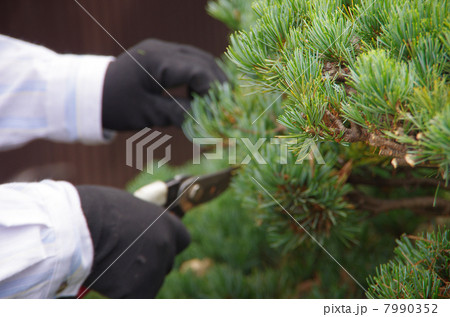 松の剪定 7990352