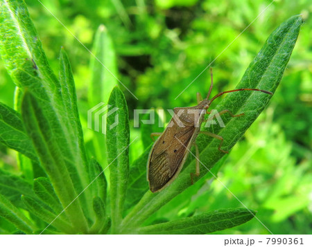 ホシハラビロヘリカメムシ 7990361