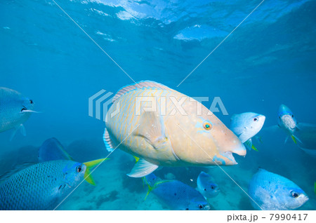 ブダイ ブダイ 7990417