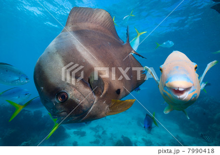 ツバメウオとブダイ 7990418