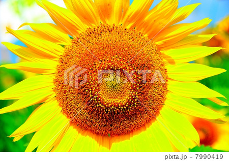 Sunflower 7990419