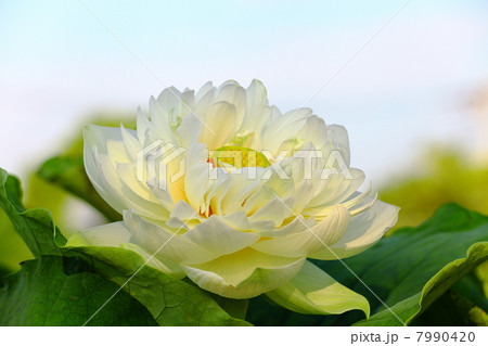Lotus (Hekidai Hasu) Lotus (Hekidai Hasu) 7990420