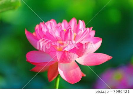 Lotus (Makoto Hasu) Lotus (Makoto Hasu) 7990421