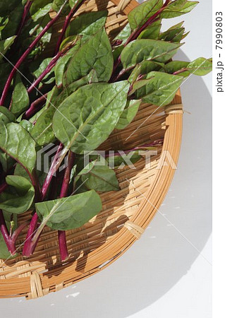 ツルムラサキ 7990803