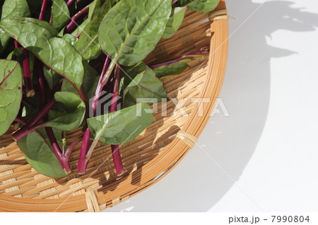 ツルムラサキ 7990804