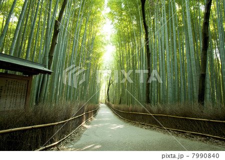 嵐山 竹林の道 嵐山 竹林の道 7990840