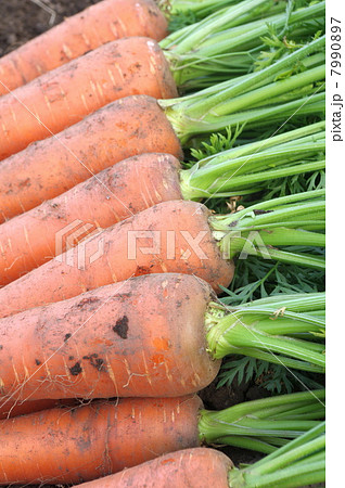 収穫直後のニンジン 収穫直後のニンジン 7990897