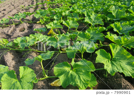 カボチャのツル 7990901