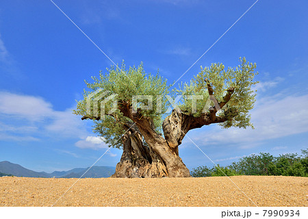 樹齢1000年のオリーブの木 樹齢1000年のオリーブの木 7990934