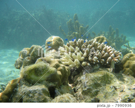 サンゴ礁・ミドリイシの白化現象 サンゴ礁・ミドリイシの白化現象 7990936
