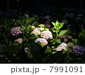 紫陽花咲く夜 7991091