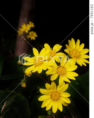 つわぶきシリーズ(縦） 7991162