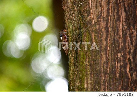 アブラゼミ 7991188