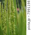 イネの花 7991198