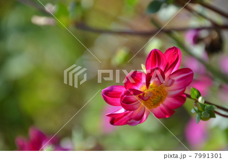 ダリア ダリア 7991301