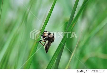 シオヤアブの狩り シオヤアブの狩り 7991365