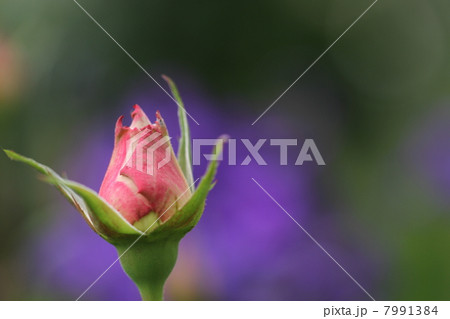 紫色をバックにピンクの薔薇 7991384